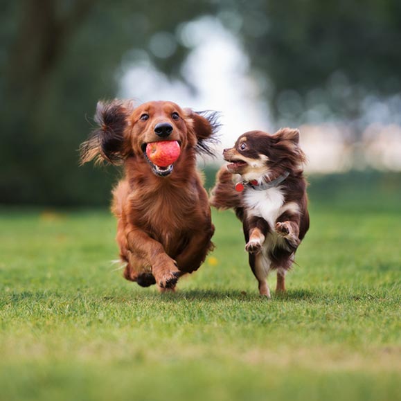 Dogs playing