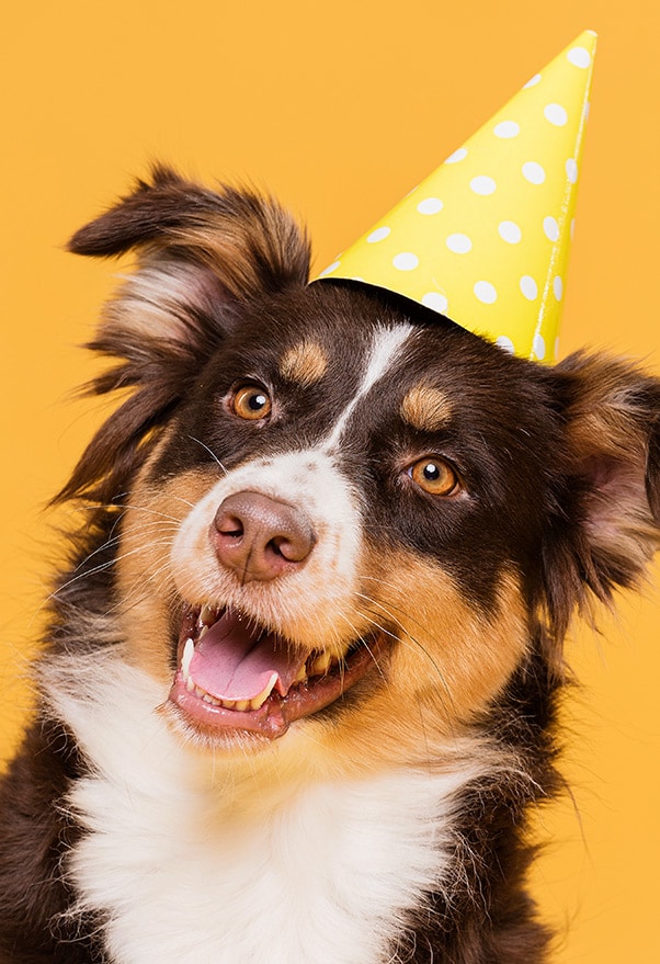 Dog Birthdays