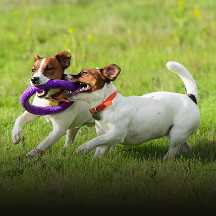 Dogs playing