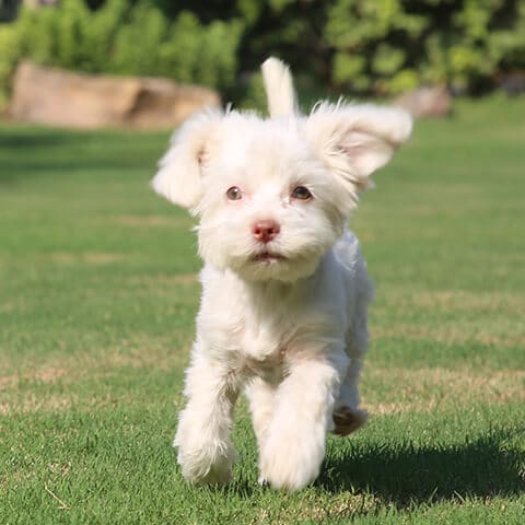 dog running in a daycare