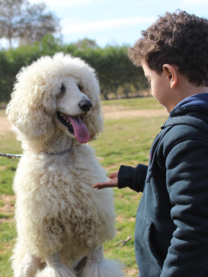 Dogs and kids