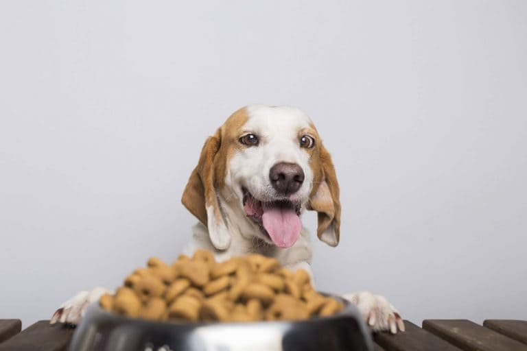 What to Feed my Dog?