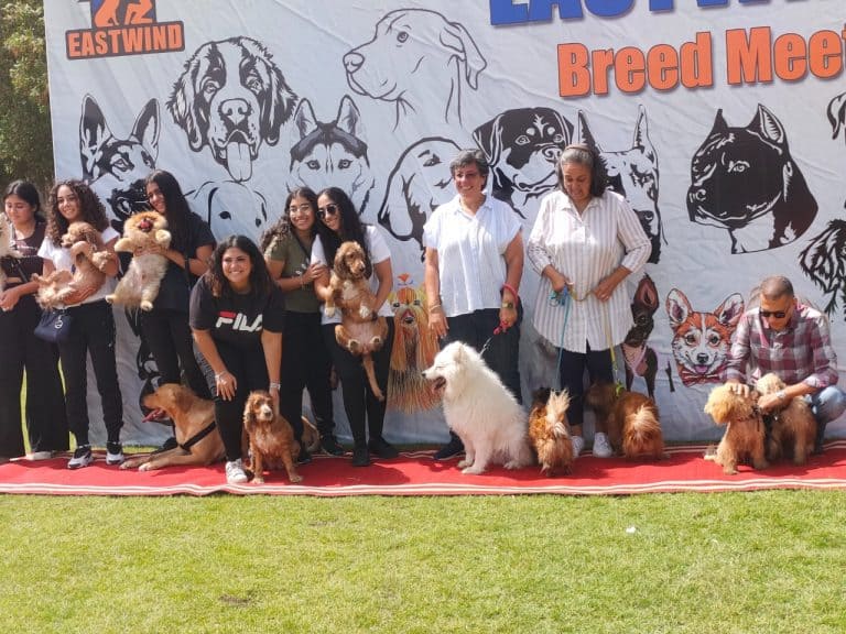 Small Dogs breed Meet