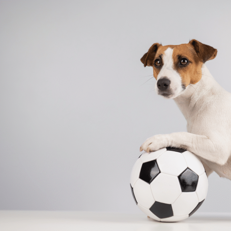 dog while watching football matches